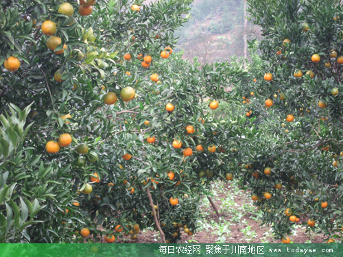 <a data-cke-saved-href=http://www.luzhouol.cn href=http://www.luzhouol.cn target=_blank class=infotextkey>泸州</a>产业扶贫硕果累累.jpg