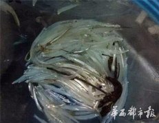 <b>宜宾金沙江发现通体透明鱼 市民拿网捕捞(图)</b>