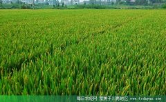 <b>四川57亿元支农贷款支持粮食生产 泸州将享相关优惠</b>