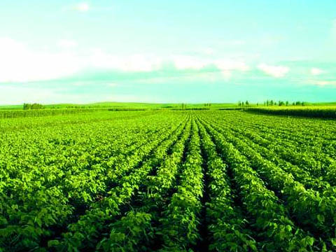 自贡<a data-cke-saved-href=http://www.todayae.com href=http://www.todayae.com target=_blank class=infotextkey>农业</a>产业化.jpg