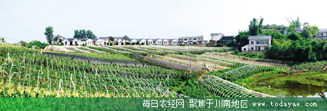 <a data-cke-saved-href=http://www.luzhouol.cn href=http://www.luzhouol.cn target=_blank class=infotextkey>泸州</a>青山村蔬菜基地.jpg