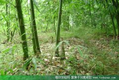 <b>发展特色产业 内江隆昌县界市镇现代农业见成效</b>