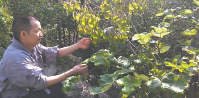 四川发现灭绝物种 200株野生云南梧桐“复活”(图)