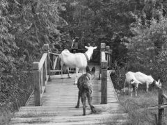 <b>郑州：八旬老太带狼狗公园放羊</b>