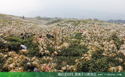 花舞人间锦屏.jpg