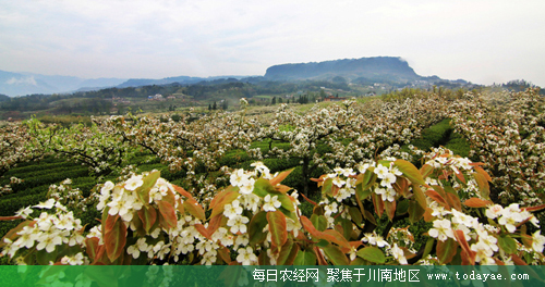 春满锦屏山.jpg