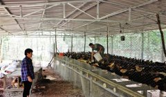 <b>内江：新型农民 带动地方经济发展</b>
