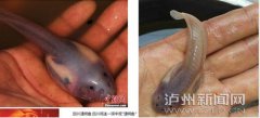<b>泸州古蔺丹桂一溶洞发现“透明鱼” 或为红点齿蟾幼体</b>