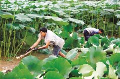 <b>宜宾江安：村民莲藕采摘忙 莲藕产业促农增收致富</b>
