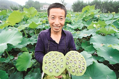 展示采摘的莲子.jpg