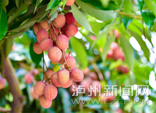 荔枝挂满枝头