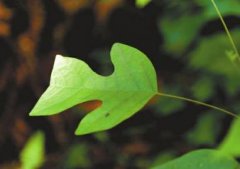 <b>邛崃神秘“犇”字图案谜底揭晓 人工造林无心之举</b>