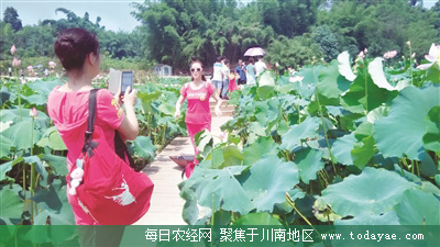 长宁乡村游火热.jpg