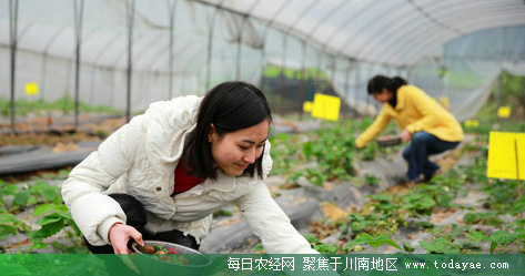 红山村现代<a  data-cke-saved-href=http://www.todayae.com href=http://www.todayae.com target=_blank class=infotextkey>农业</a>蔬菜园内.jpg