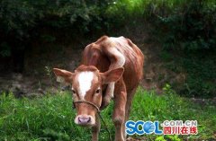 <b>四川巴中一头牛长五条腿！</b>