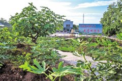 <b>内江威远无花果熟了 村民笑了</b>