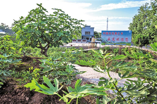 威远无花果.jpg