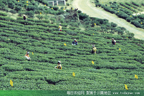 古蔺茶农采摘忙.jpg