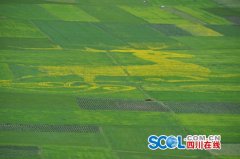 <b>甘孜州炉霍县青稞田惊现巨幅金鹿图案</b>