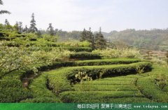 <b>宜宾书写千年茶情 走出品牌文化之路</b>