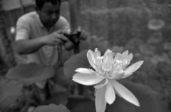 <b>合肥：沉睡六百年古莲子开花 来自元末明初</b>