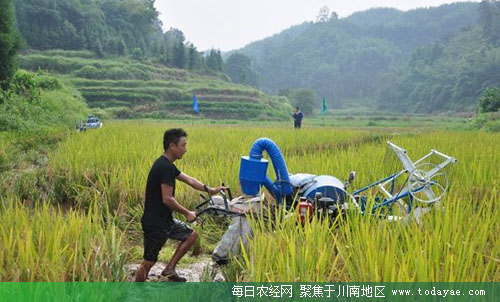 水稻收割机在<a  data-cke-saved-href=http://www.luzhouol.cn href=http://www.luzhouol.cn target=_blank class=infotextkey>泸州</a>田间.jpg