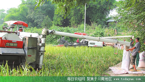 水稻收割机活跃在乐山.jpg