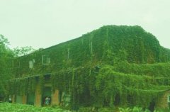 <b>四川：资阳闹市“绿房”见证23年最长情告白</b>