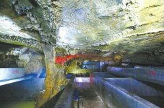 <b>四川宜宾现“巨无霸”娃娃鱼 体形太大难找对象</b>