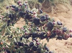 <b>青海格尔木：数千人掠夺草原“软黄金”(图)</b>