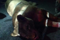 <b>狮子逼近高速服务区 被特警20多枪击毙(图)</b>