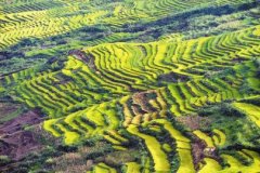 <b>乐山峨边迎丰收季 千亩梯田美如画</b>