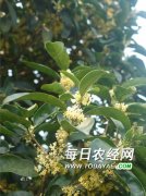 <b>泸州万亩桂花绽放 醉了游人乐了村民</b>