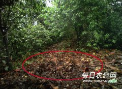 <b>乐山发现大量四川山鹧鸪 在集群觅食</b>