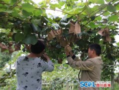 <b>惊奇！西昌农户种出“天价”猕猴桃</b>