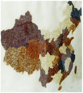 左图：彩色稻米组成的中国地图。右图：陈锦祥展示他种的彩色水稻。均张顺初 摄