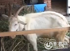 <b>山东莱阳七个月大公羊能产奶 村民称从未见过</b>