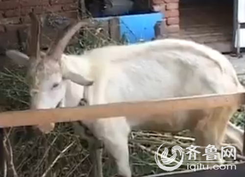 莱阳一位村民告诉记者，家里的一只公羊突然有了特异功能，居然能产奶。（视频截图）