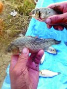 <b>扬州一鱼塘现大量畸形鱼 距化工厂仅几十米</b>