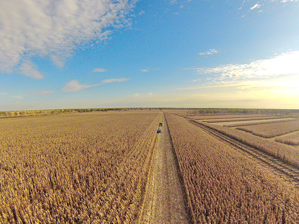 <b>“天下粮仓”秋收图</b>