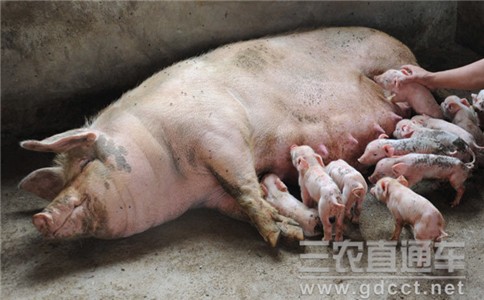 农业部开展全国生猪屠宰专项整治行动