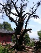 <b>天府树王已“油尽灯枯” 园林处:尽可能延长其寿命</b>