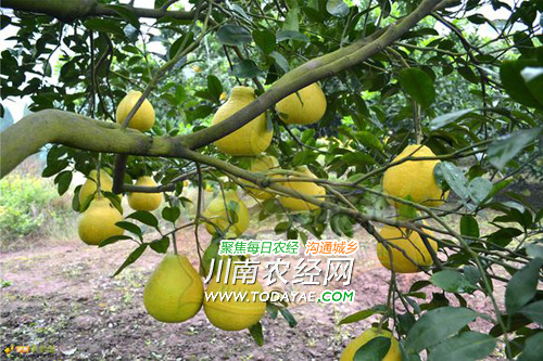 合江真龙柚.jpg