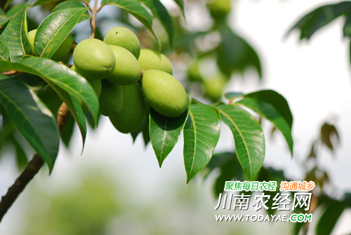 合江青果.jpg