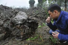 <b>崇州田间挖出20米巨型乌木?警方已安排专人看守</b>