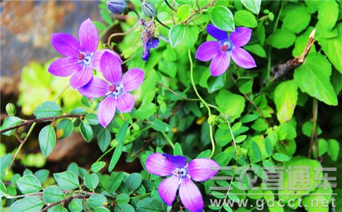 农业部促进植物疫情防控“四个转变”