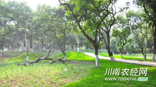 江阳区张坝桂圆林.jpg