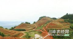 <b>泸州纳溪区打古镇经济社会快速发展</b>