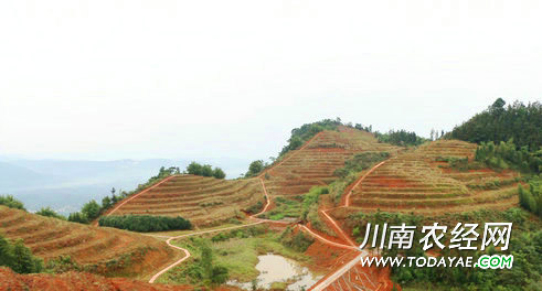 打古特早茶.jpg