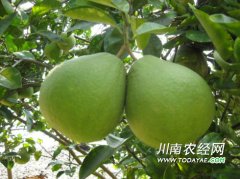 <b>泸州：合江参宝发展特色产业 助推当地农村经济发展</b>